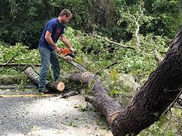 Best Fruit Tree Pruning  in Centerville, UT