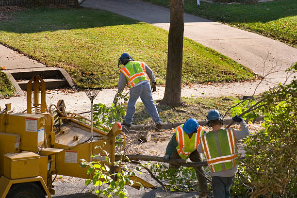 Best Tree Removal  in Centerville, UT