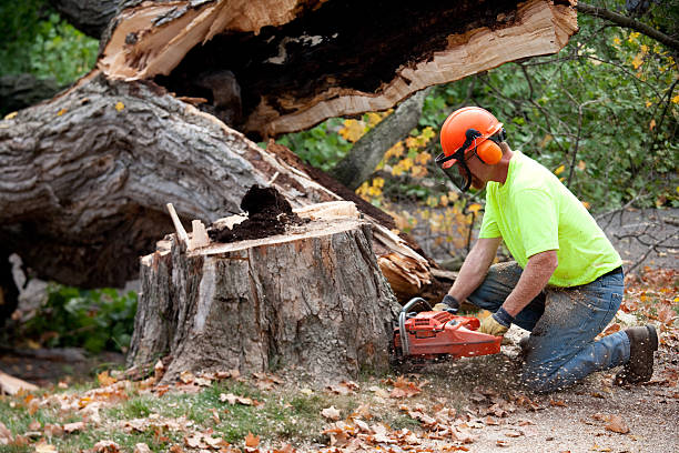 Best Firewood Processing and Delivery  in Centerville, UT